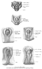 developpement_embryonnaire_des_organes_genitaux_mini