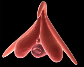 le_clitoris_ce_cher_inconnu